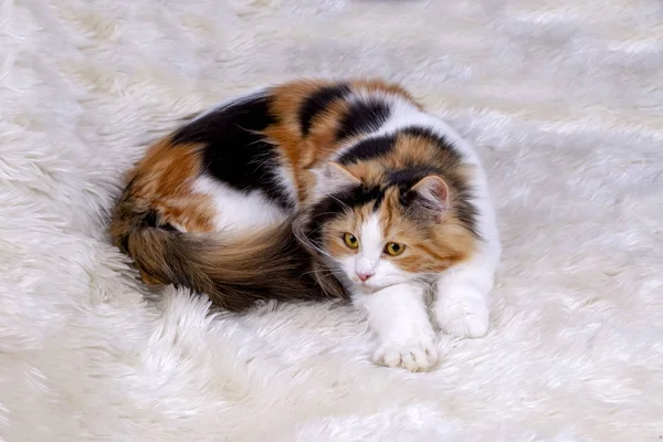 宠物动物 可爱的猫室内 可爱的小猫 — 图库照片