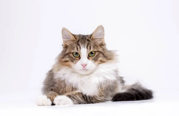 Pet Animal Cute Cat Indoor Cute Kitten Cat — Stock Photo, Image