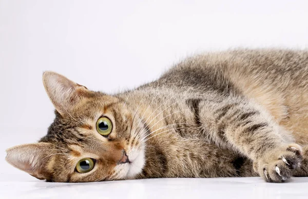 Kedvtelésből Tartott Állat Aranyos Macska Fedett Aranyos Cica Macska — Stock Fotó