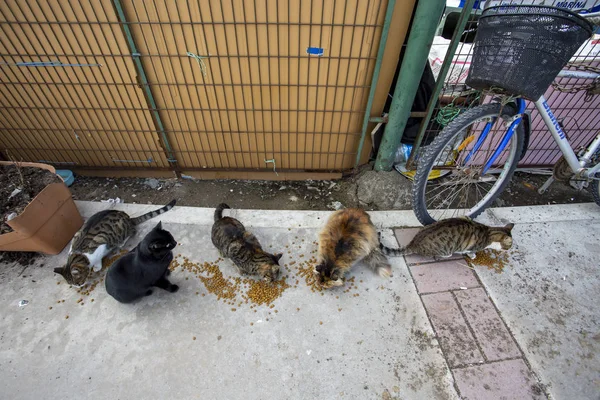 Sokak kedileri için gıda koklama bir grup