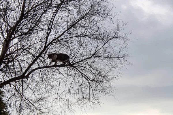 Самотній Кіт Сходження Дерево Небом — стокове фото