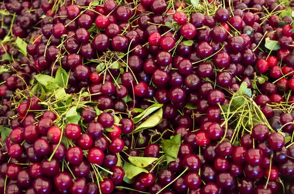 Red fresh organic fruit; cherry texture background