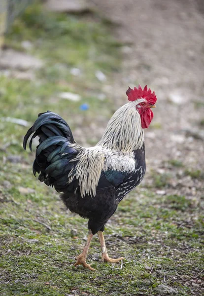 Rooster and Chickens. Free Range Cock and Hens