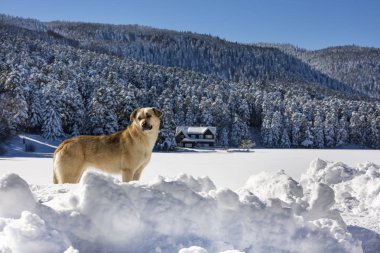 Gölcük / Bolu / Türkiye, kış kar manzarası ve köpek. Seyahat kavramı fotoğraf. 
