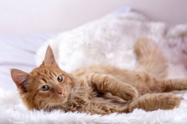 Evde beslenen hayvan hayvan; şirin kedi kapalı. Sarı kedi.