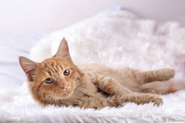 Evde beslenen hayvan hayvan; şirin kedi kapalı. Sarı kedi.