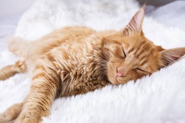 Evde beslenen hayvan hayvan; şirin kedi kapalı. Sarı kedi.