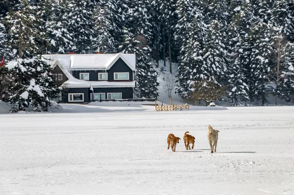 Golcuk Bolu Turquía Paisaje Nieve Invierno Perro Foto Concepto Viaje — Foto de Stock