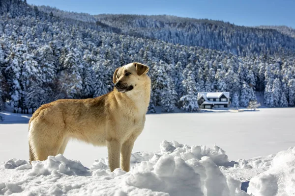 Golcuk Bolu Turchia Paesaggio Innevato Invernale Cane Foto Concetto Viaggio — Foto Stock