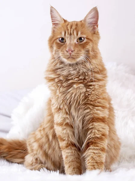 Pet Animal Cute Cat Indoor Yellow Cat — Stock Photo, Image
