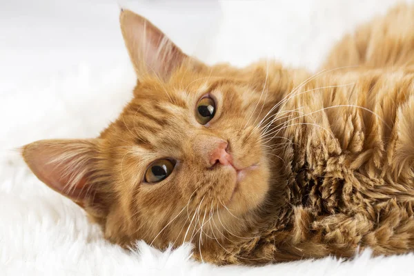 ペット動物 かわいい猫の室内 黄色猫 — ストック写真