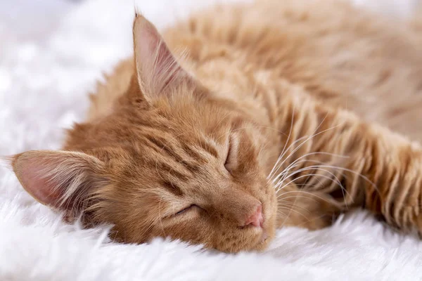 Haustier Niedliche Katze Drinnen Gelbe Katze — Stockfoto