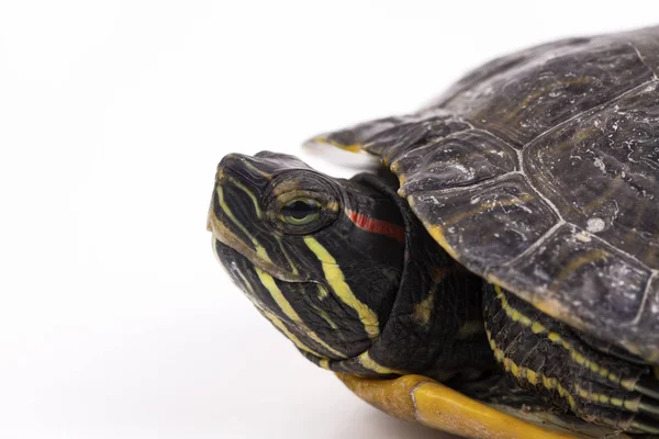 Vandskildpadde Isoleret Den Hvide Baggrund - Stock-foto