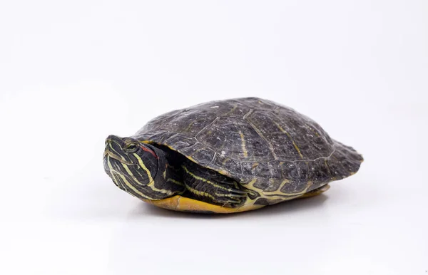 Vandskildpadde Isoleret Den Hvide Baggrund - Stock-foto