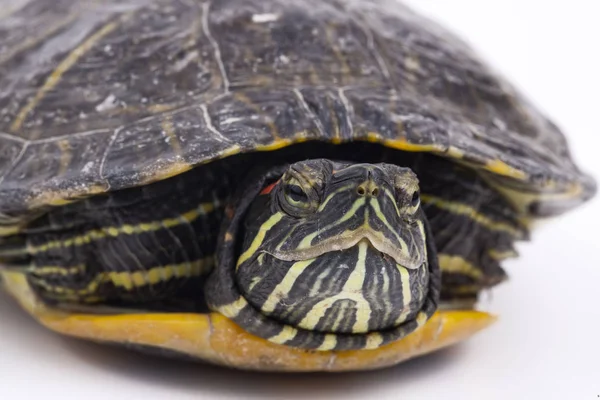 Vandskildpadde Isoleret Den Hvide Baggrund - Stock-foto