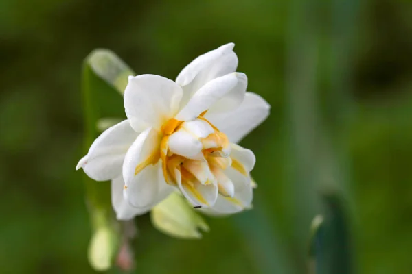 Vackra Vita Påskliljor Ett Fält Karaburun Izmir Turkiet Narcissus — Stockfoto