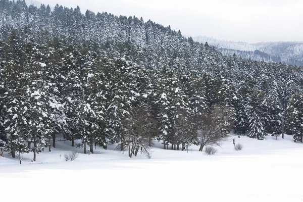 Golcuk Bolu Turquía Invierno Estación Nieve Paisaje —  Fotos de Stock