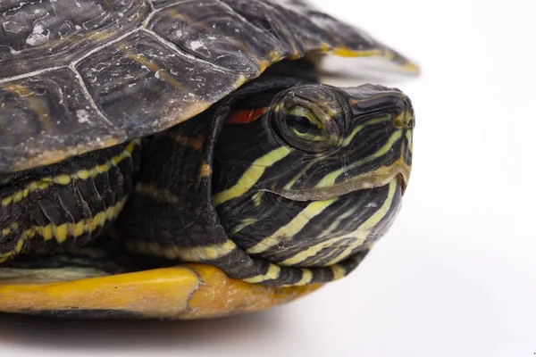 Vandskildpadde Isoleret Den Hvide Baggrund - Stock-foto