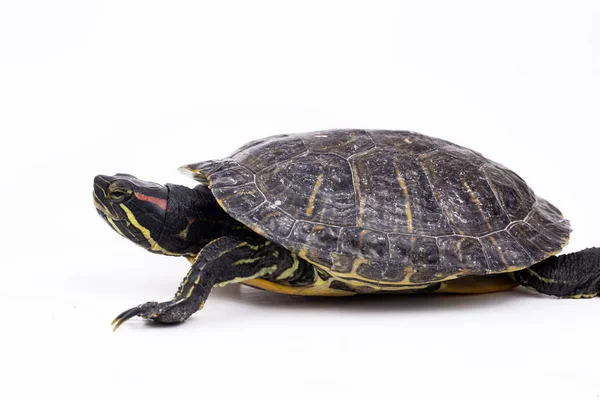 Vandskildpadde Isoleret Den Hvide Baggrund - Stock-foto