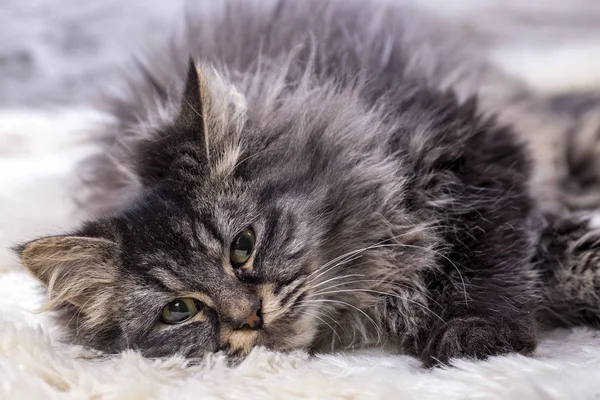 Evcil Hayvan Sevimli Kedi Içeride Kedisi Telifsiz Stok Fotoğraflar