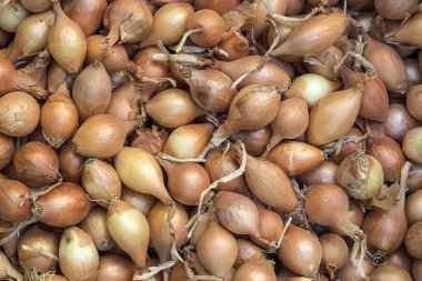 Soğan kazık. Çiğ sebze gıda pazarında.