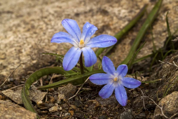 Glory Snow チオノドグサ Forbesii ワイルド ライフ — ストック写真