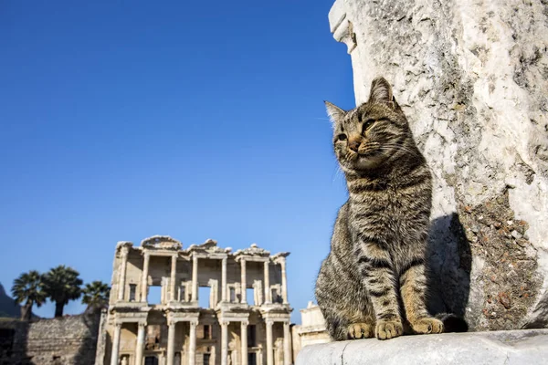 Efes antik kenti ve kedi. Izmir / Türkiye