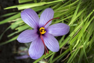 Safran bitkisi çiçek (Crocus sativus) bitkisel çiçeklenme