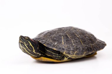 Beyaz arka plan üzerinde izole su kaplumbağası