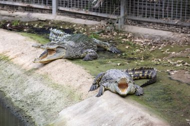 Izmir doğal yaşam Parkı (dogal yasam park) timsah hayvan (Izmir / Türkiye)