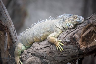 Izmir doğal yaşam Parkı (dogal yasam park) iguana hayvan (Izmir / Türkiye)