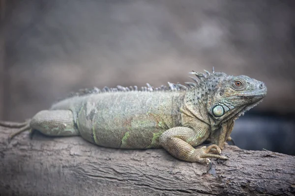 Izmir Naturpark Dogal Yasam Park Iguana Animal Izmir Tyrkiet - Stock-foto