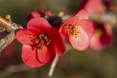 Bahar serisi, kırmızı çiçekler dallar chaenomeles speciosa (Çin Ayva çiçek çiçeklenme çiçekler ) 