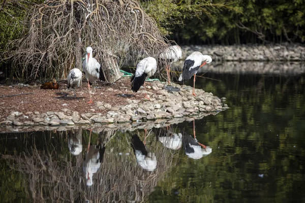 Parc Naturel Vie Zoo Izmir Turquie Cigogne Oiseaux Varietes Animal — Photo