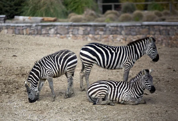 Izmir Parco Naturale Della Vita Dogal Yasam Park Zebra Animal — Foto Stock