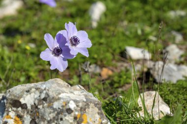 Bahar mevsimi; kır çiçeği; Anemon (anemon coronaria)