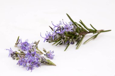 Beyaz izole biberiye taze çekilmiş fışkın. 