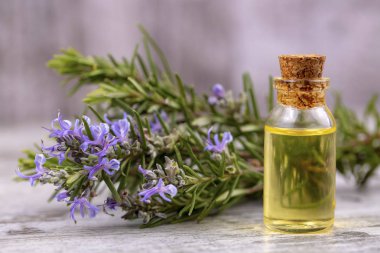 Biberiye esansiyel yağı küçük bir şişe içinde. Doğal aroma kozmetik