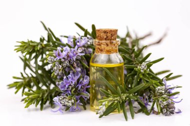 Biberiye esansiyel yağı küçük bir şişe içinde. Doğal aroma kozmetik
