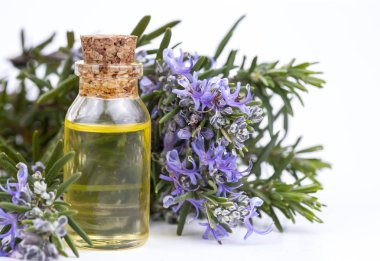 Biberiye esansiyel yağı küçük bir şişe içinde. Doğal aroma kozmetik