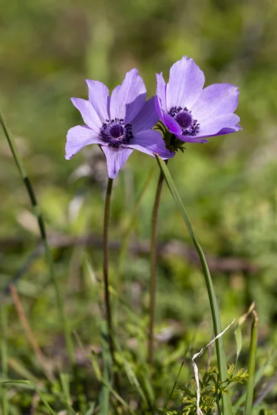 Temporada de primavera; Flor silvestre; Anémona (Anemone coronaria ) — Foto de Stock