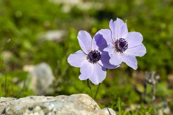 EsinDeniz