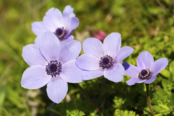 Temporada de primavera; Flor silvestre; Anémona (Anemone coronaria ) —  Fotos de Stock