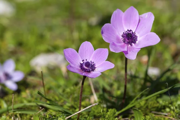 Temporada de primavera; Flor silvestre; Anémona (Anemone coronaria ) — Foto de Stock