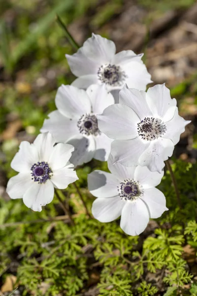 Stagione primaverile; fiore selvatico; Anemone (Anemone coronaria ) — Foto Stock