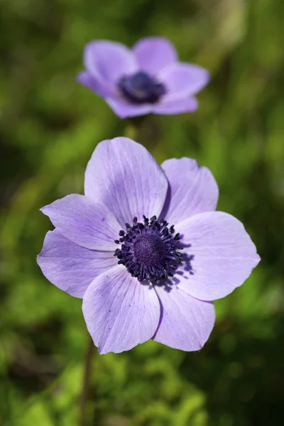 Lente seizoen; Wild flower; Anemoon (Anemone coronaria) — Stockfoto