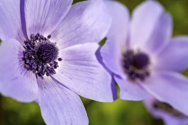 Temporada de primavera; Flor silvestre; Anémona (Anemone coronaria ) — Foto de Stock