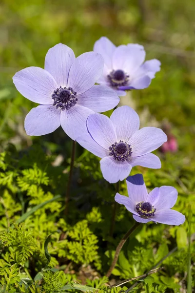Lente seizoen; Wild flower; Anemoon (Anemone coronaria) — Stockfoto