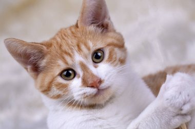 Evcil hayvan; sevimli kedi içeride. Ev kedisi.