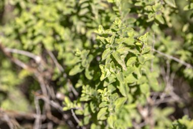 Yeşil taze organik kekik bitki doğa (dağ kekik)